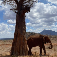 Лучшие сафари парки в Кении, экскурсии, достопримечательности 2022